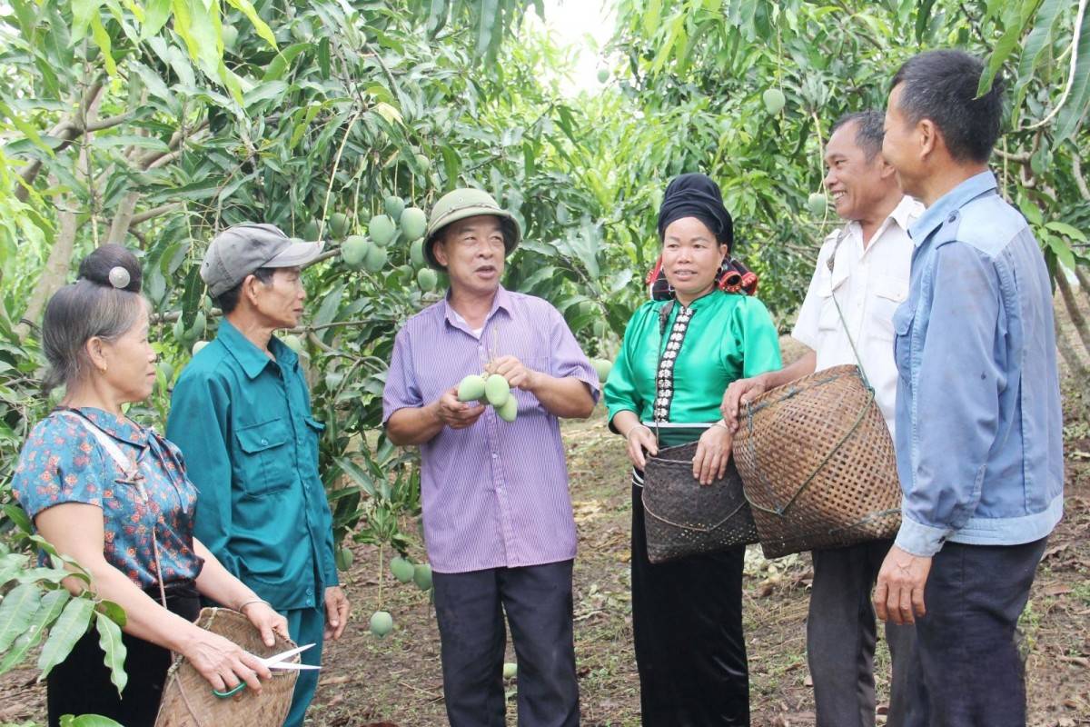 Sơn La tăng tốc tiêu thụ xoài: Đẩy mạnh chế biến, kết nối thị trường