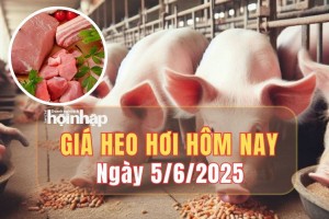 Giá heo hơi hôm nay 5/6/2025: Giá heo hơi duy trì ổn định trên cả ba miền
