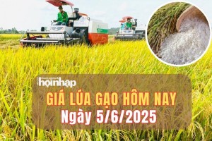 Giá lúa gạo hôm nay 5/6/2025: Giá lúa gạo tăng giảm trái chiều