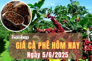 Giá cà phê hôm nay 5/6/2025: Giá cà phê thế giới đảo chiều tăng, trong nước tiếp tục giảm sâu