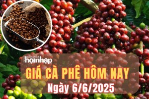 Giá cà phê hôm nay 6/6/2025: Giá cà phê trong nước biến động nhẹ, thế giới tiếp đà tăng mạnh