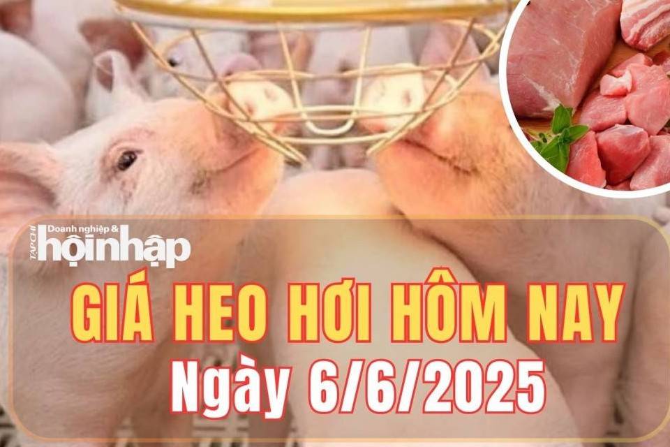 Giá heo hơi hôm nay 6/6/2025: Giá heo hơi đi ngang trên cả ba miền