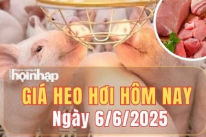 Giá heo hơi hôm nay 6/6/2025: Giá heo hơi đi ngang trên cả ba miền