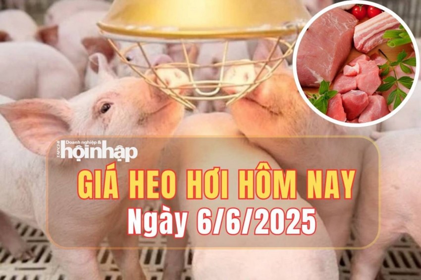 Giá heo hơi hôm nay 6/6/2025: Giá heo hơi đi ngang trên cả ba miền 