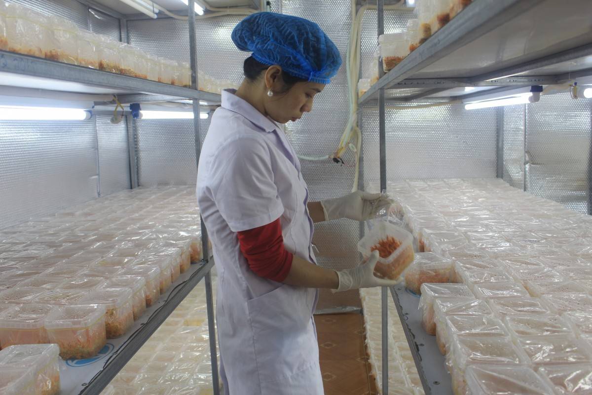 Phụ nữ Lai Châu bứt phá trong khởi nghiệp và phát triển kinh tế Phụ nữ Lai Châu bứt phá trong khởi nghiệp và phát triển kinh tế