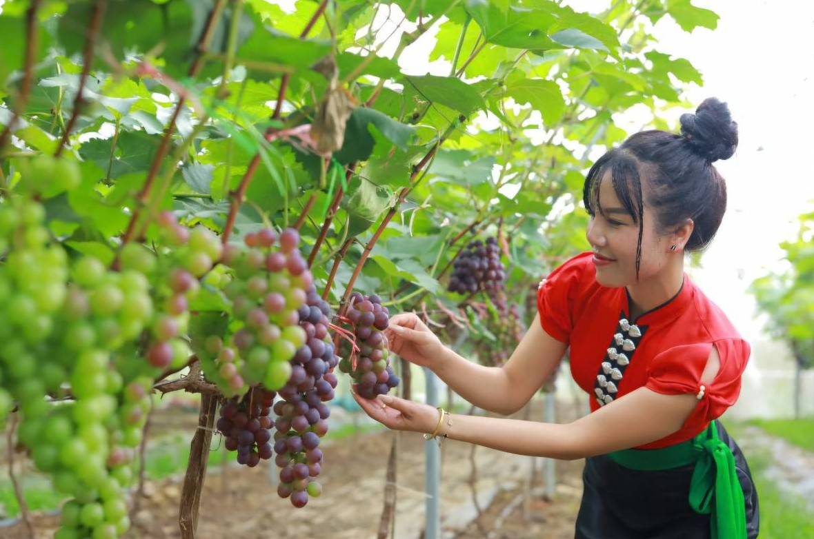 Phụ nữ Lai Châu bứt phá trong khởi nghiệp và phát triển kinh tế
