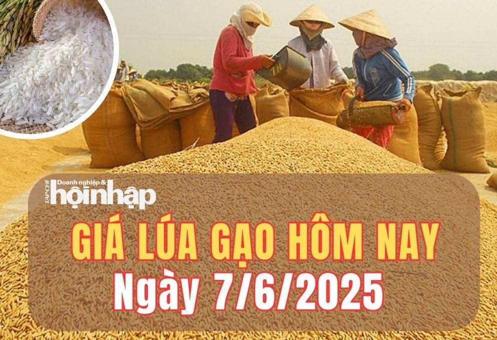 Giá lúa gạo hôm nay 7/6/2025: Giá gạo trong nước tăng giảm trái chiều, xuất khẩu giảm mạnh
