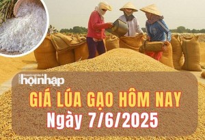 Giá lúa gạo hôm nay 7/6/2025: Giá gạo trong nước tăng giảm trái chiều, xuất khẩu giảm mạnh