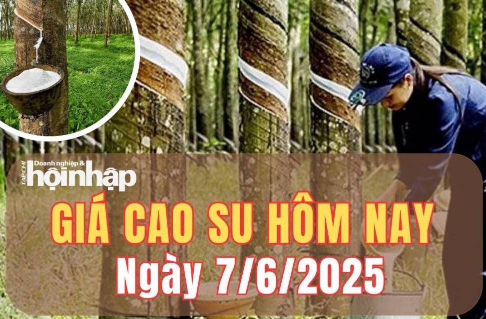 Giá cao su hôm nay 7/6/2025: Giá cao su thế giới “giằng co” dưới sức ép thời tiết, trong nước bình ổn