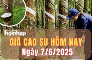 Giá cao su hôm nay 7/6/2025: Giá cao su thế giới “giằng co” dưới sức ép thời tiết, trong nước bình ổn