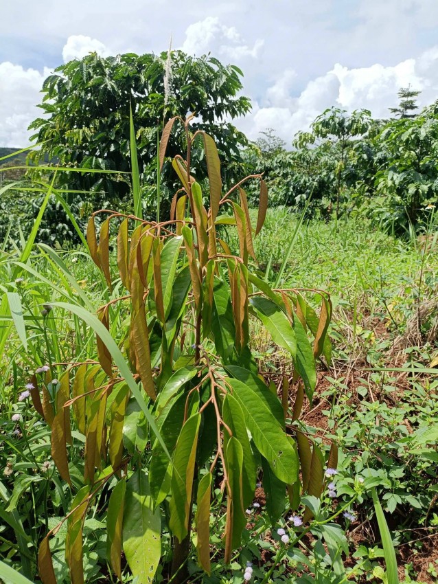 OPES trao tặng gần 1.300 cây giống tại tỉnh Tây Ninh