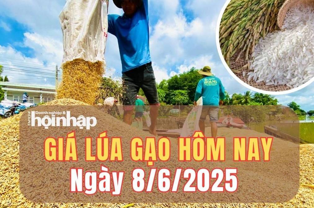 Giá lúa gạo hôm nay 8/6/2025: Giá lúa gạo trong nước và xuất khẩu đi ngang