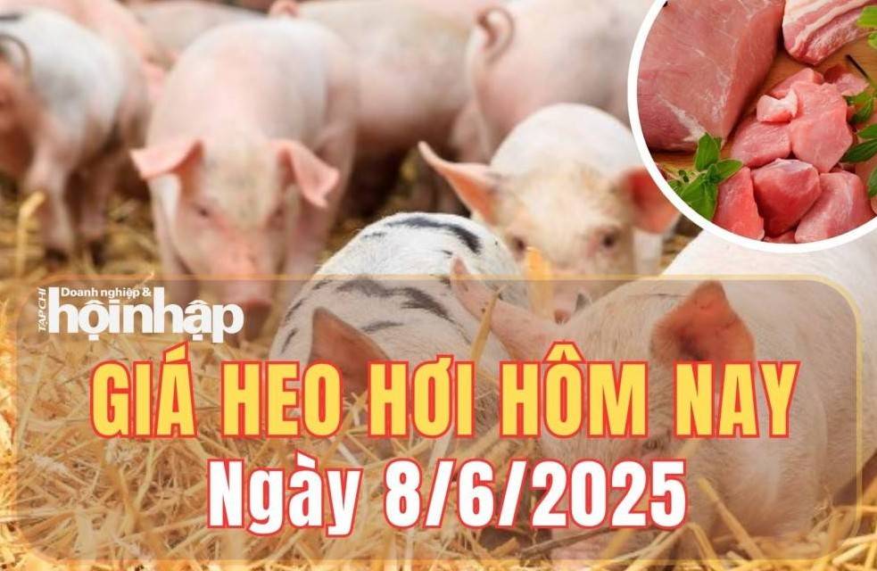Giá heo hơi hôm nay 8/6/2025: Giá heo hơi tại miền Bắc và miền Nam giảm nhẹ 1.000 đồng/kg