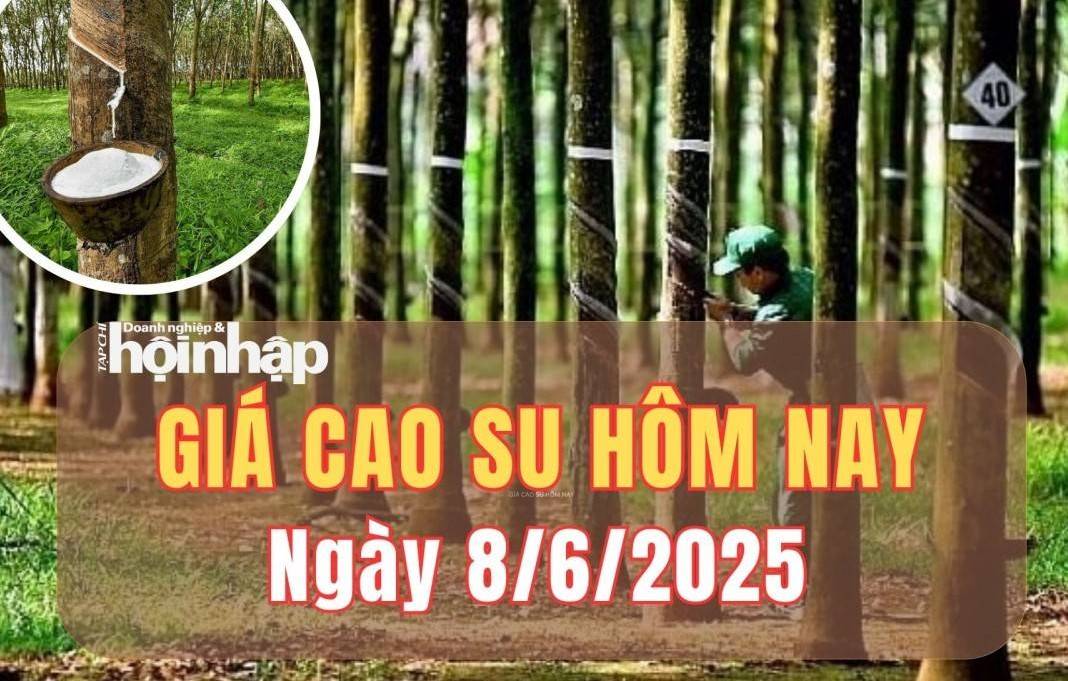 Giá cao su hôm nay 8/6/2025: Tuần qua, giá cao su thế giới tăng giảm trái chiều