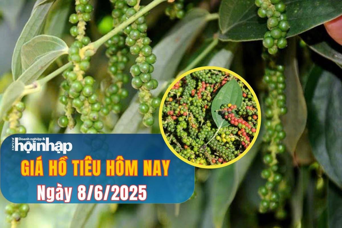 Giá tiêu hôm nay 8/6:
