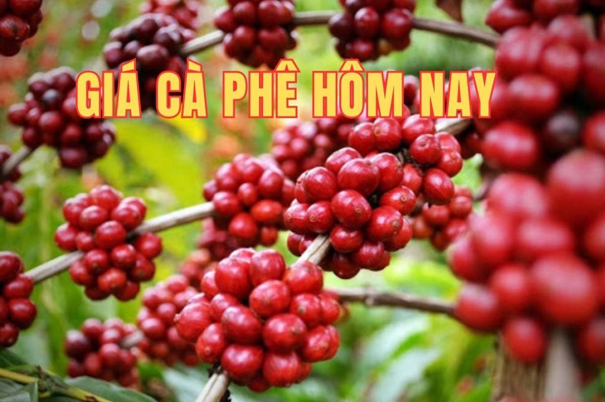 Giá cà phê hôm nay 8/6/2025: Cuối tuần, giá cà phê trong nước quay đầu giảm mạnh