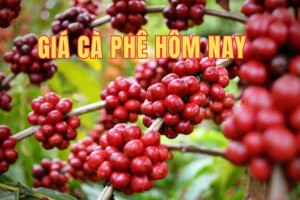 Giá cà phê hôm nay 8/6/2025: Cuối tuần, giá cà phê trong nước quay đầu giảm mạnh