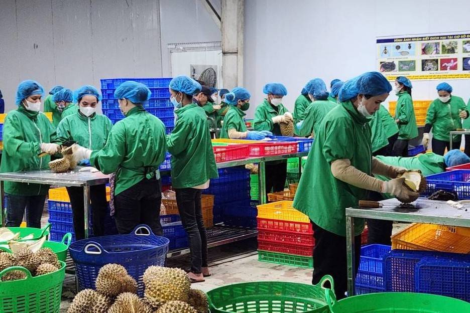 Tháo gỡ các đơn hàng sầu riêng cho mùa vụ 2025