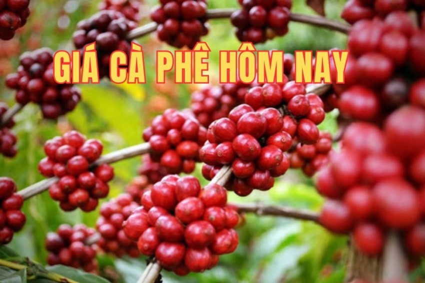 giá cà phê