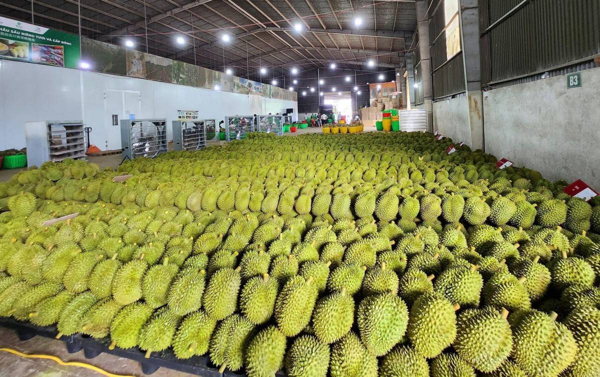 2025 cũng là năm đầu tiên Đắk Lắk thực hiện xuất khẩu sầu riêng cấp đông