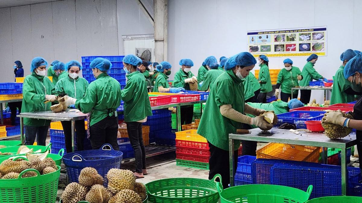 Tháo gỡ các đơn hàng sầu riêng cho mùa vụ 2025