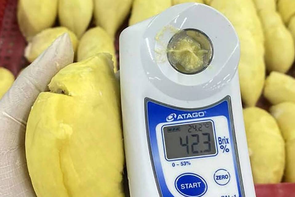 Đắk Lắk và bài học từ miền Tây: Định hướng canh tác sầu riêng bền vững
