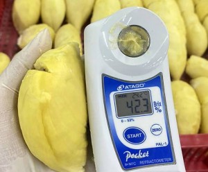 Đắk Lắk và bài học từ miền Tây: Định hướng canh tác sầu riêng bền vững