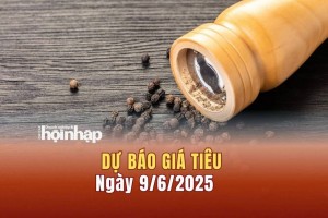 Dự báo giá tiêu 9/6: Giá tiêu trong nước "tuột dốc"