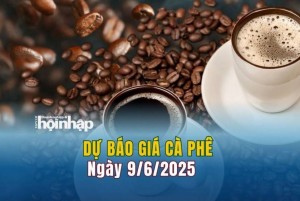 Dự báo giá cà phê 9/6: Giá cà phê trong nước tiếp đà "lao dốc"