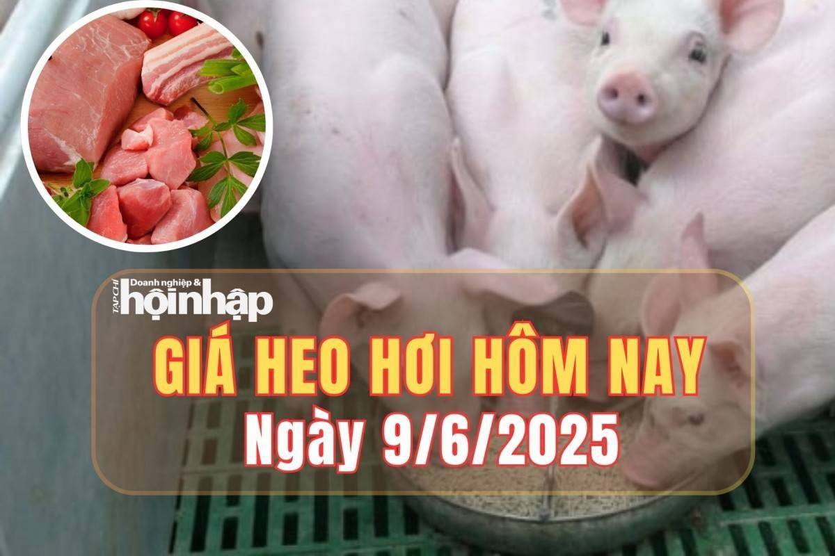 Giá heo hơi hôm nay 9/6/2025: Phiên đầu tuần, giá heo hơi giảm nhẹ tại miền Trung và miền Nam