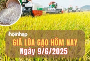 Giá lúa gạo hôm nay 9/6/2025: Phiên đầu tuần, giá lúa gạo duy trì ổn định