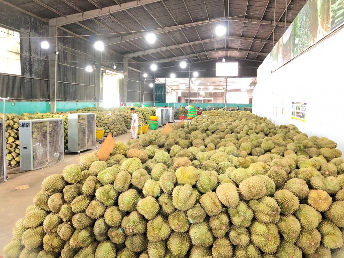 sầu riêng, hệ sinh thái, nông sản, tây nguyên, đầu tư 2