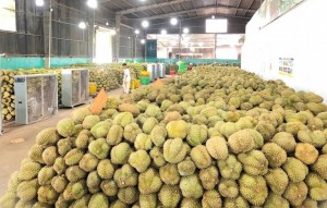 Không chỉ trồng sầu riêng, Tây Nguyên cần cả hệ sinh thái ổn định