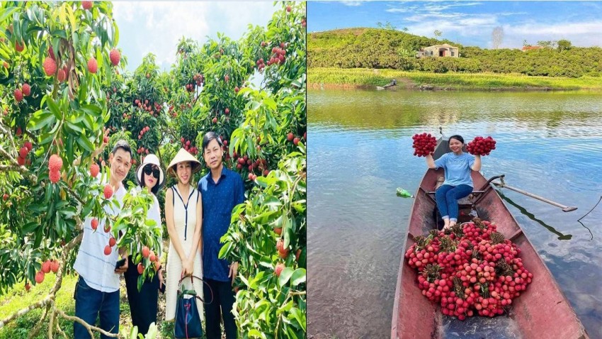 Khách du lịch tham quan, trải nghiệm mùa vải chín. Khách du lịch tham quan, trải nghiệm mùa vải chín.