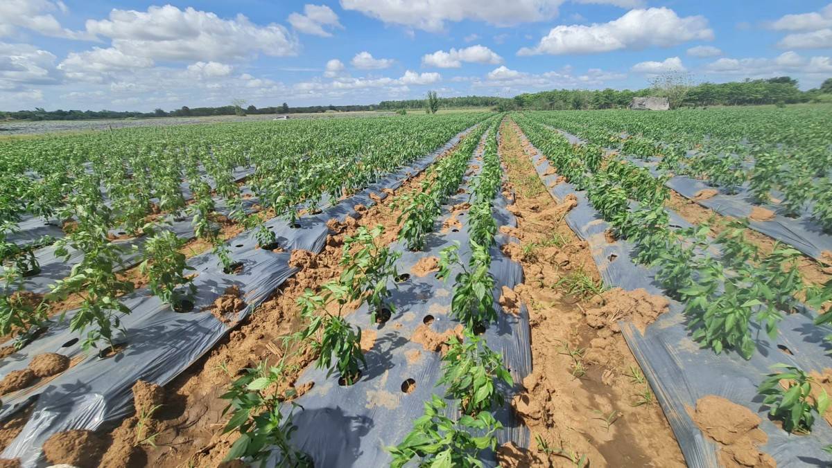 sầu riêng, hệ sinh thái, nông sản, tây nguyên, đầu tư 1