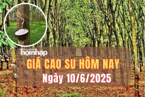 Giá cao su hôm nay 10/6/2025: Giá cao su ổn định trong nước, tăng giảm trái chiều trên sàn SGX - Singapore