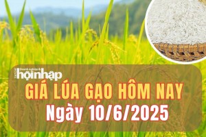 Giá lúa gạo hôm nay 10/6/2025: Giá lúa đi ngang, gạo nguyên liệu giảm nhẹ