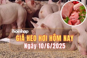 Giá heo hơi hôm nay 10/6/2025: Giá heo hơi chững lại trên toàn quốc, cao nhất đạt 74.000 đồng/kg