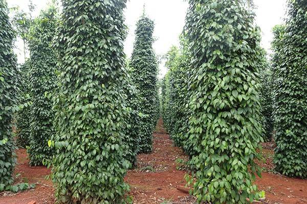 Giá tiêu hôm nay 10/6: Giá tiêu trong nước đi ngang