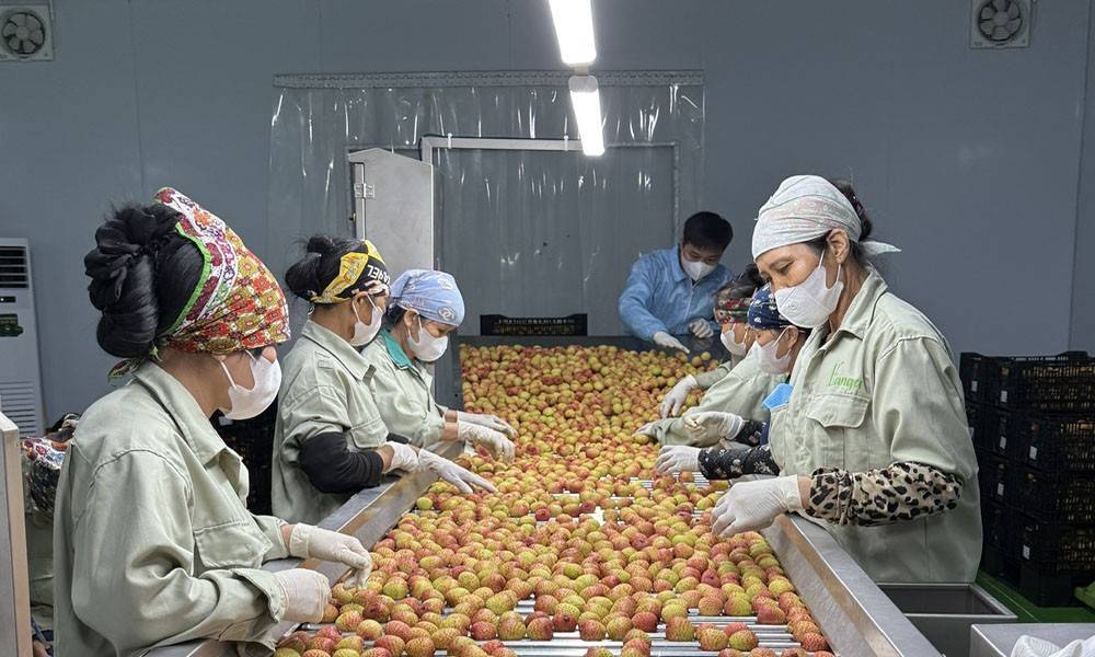 Sơ chế qua vải thiều trước khi đóng gói xuất khẩu Sơ chế qua vải thiều trước khi đóng gói xuất khẩu