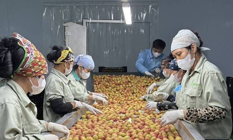 Niên vụ 2025, quả vải thiều rộng đường xuất khẩu