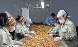 Niên vụ 2025, quả vải thiều rộng đường xuất khẩu
