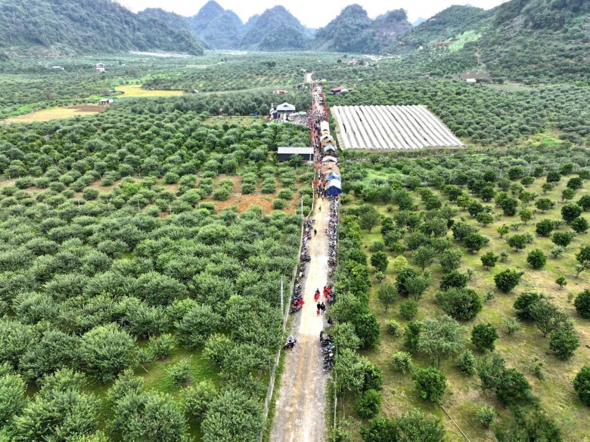 Mận hậu Sơn La cất cánh cùng Vietnam Airlines