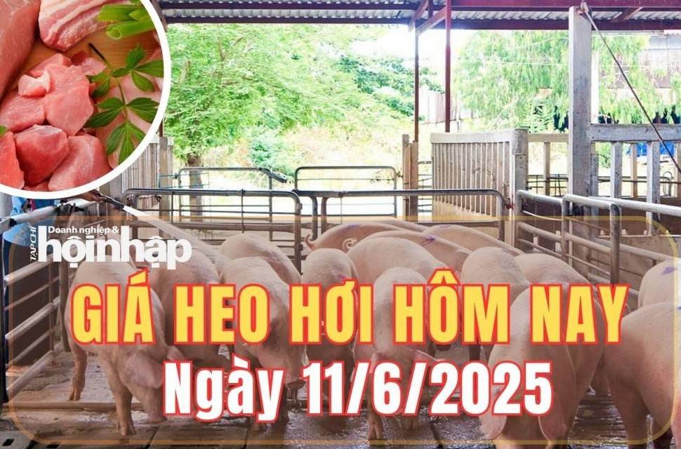 Giá heo hơi hôm nay 11/6/2025: Giá heo hơi giảm nhẹ tại miền Trung và miền Nam