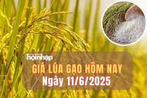 Giá lúa gạo hôm nay 11/6/2025: Giá gạo nguyên liệu tiếp tục giảm nhẹ