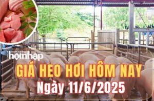 Giá heo hơi hôm nay 11/6/2025: Giá heo hơi giảm nhẹ tại miền Trung và miền Nam