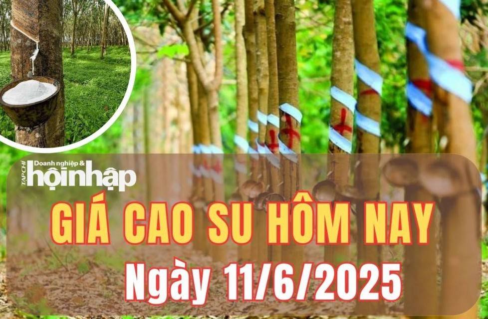 Giá cao su hôm nay 11/6/2025: Giá cao su trong nước điều chỉnh giảm nhẹ