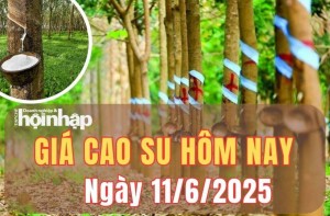 Giá cao su hôm nay 11/6/2025: Giá cao su trong nước điều chỉnh giảm nhẹ