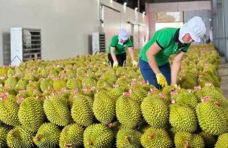 Chủ động kiểm soát rủi ro, bảo vệ “hộ chiếu” sầu riêng Việt