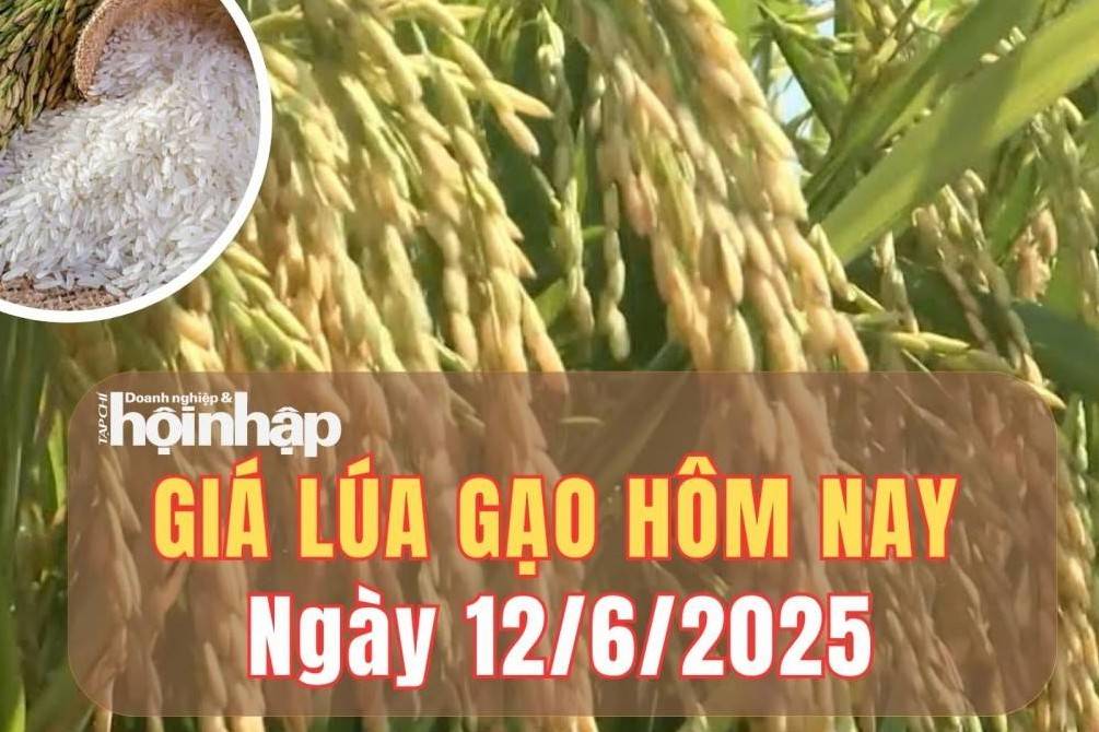 Giá lúa gạo hôm nay 12/6/2025: Giá gạo xuất khẩu trượt giảm nhẹ